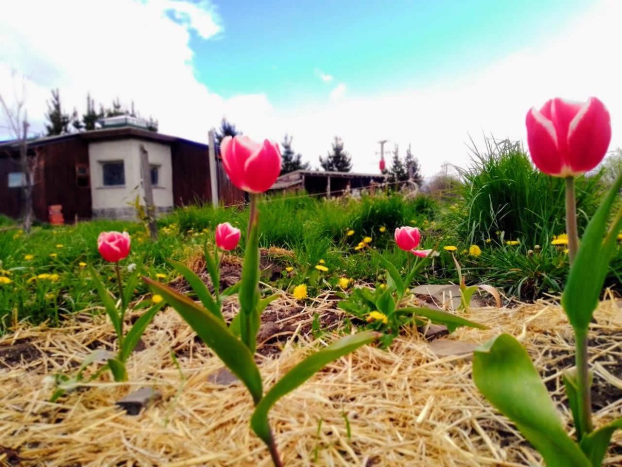 Arriba La Luna - Ecovilla Rural Trevelín Kültér fotó